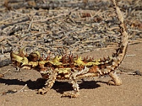 10 Maralinga Resident